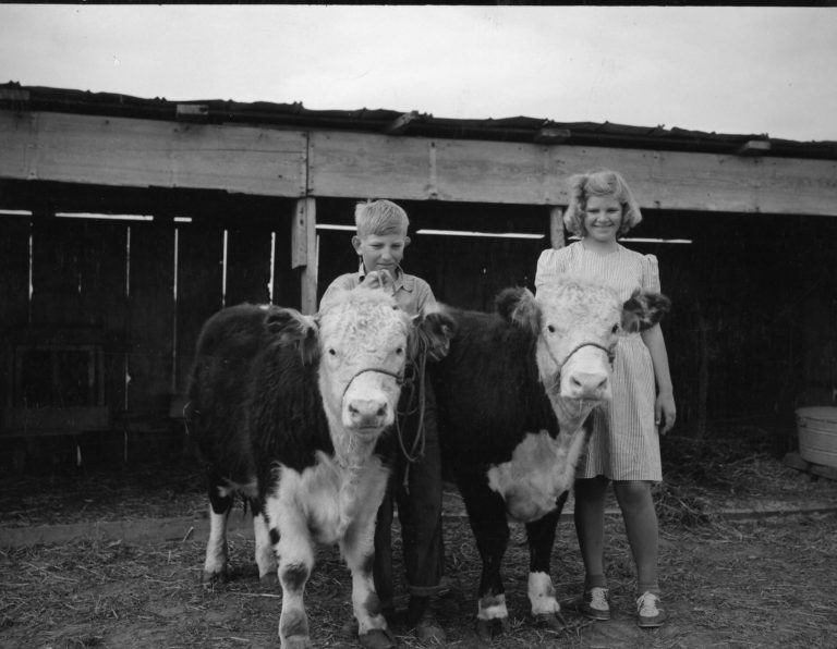 Hassler Sibling with cows