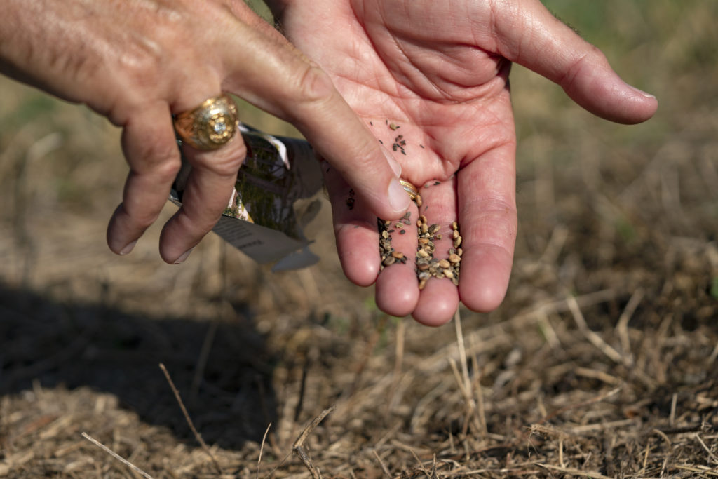 Photo of hands spreading seeds in the ground