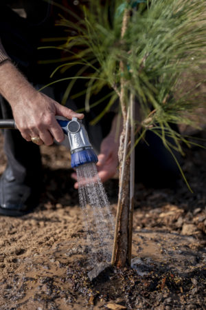 A person watering a young sapling with a hose